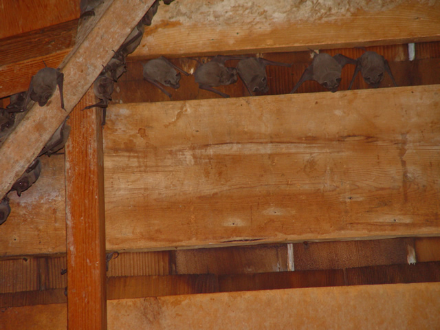 Allstate Animal Control, bat colony in attic